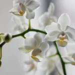 az-orchideak-egesz-evben-viragoznak-probaljon-ki-egy-trukkot-es.webp.webp